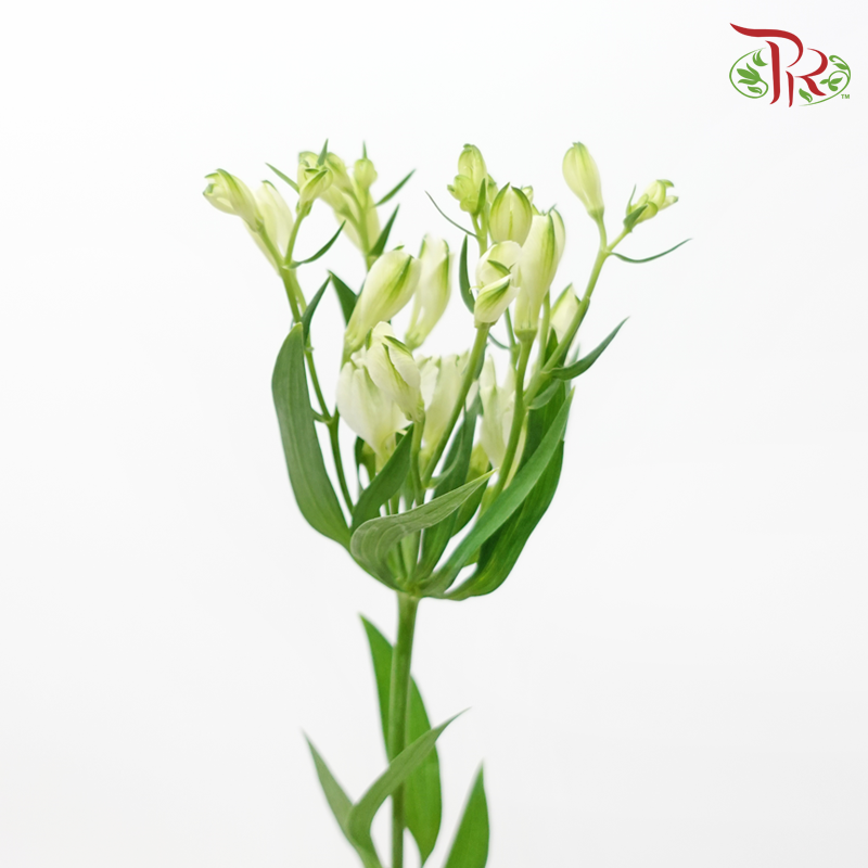 Alstroemeria - (2 Stems)-Japan-prflorist.com.my