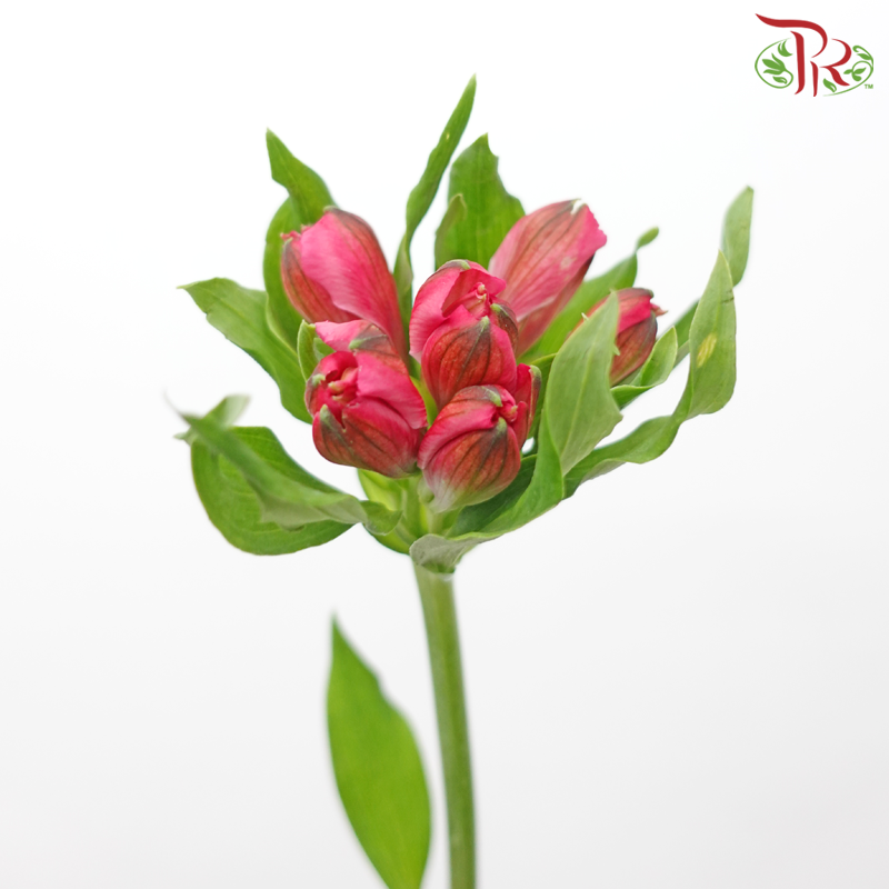 Alstroemeria