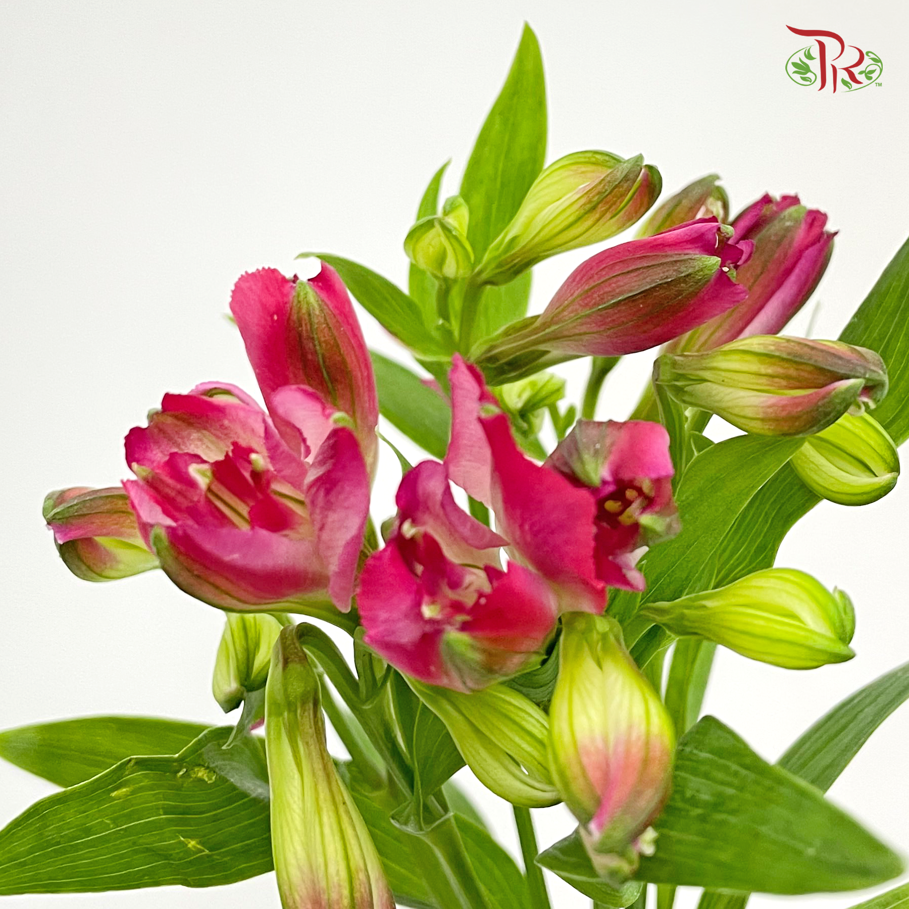 Alstroemeria - Dark Pink (5 Stems)-Pink-Netherland-prflorist.com.my