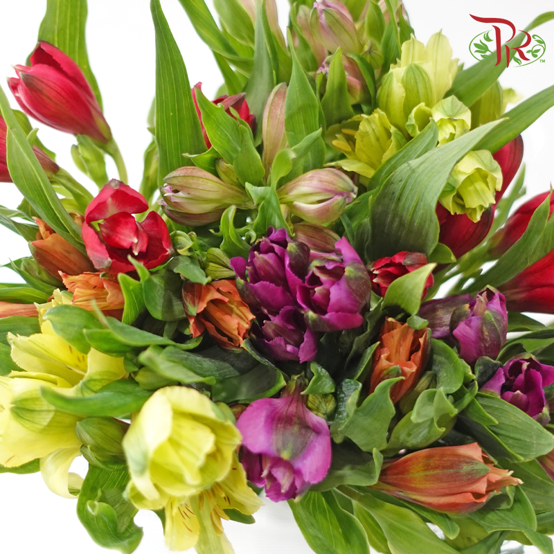 Alstroemeria In Assorted Colour Bunch (10 Stems)-Kenya-prflorist.com.my