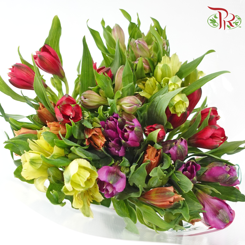 Alstroemeria In Assorted Colour Bunch (10 Stems)-Kenya-prflorist.com.my