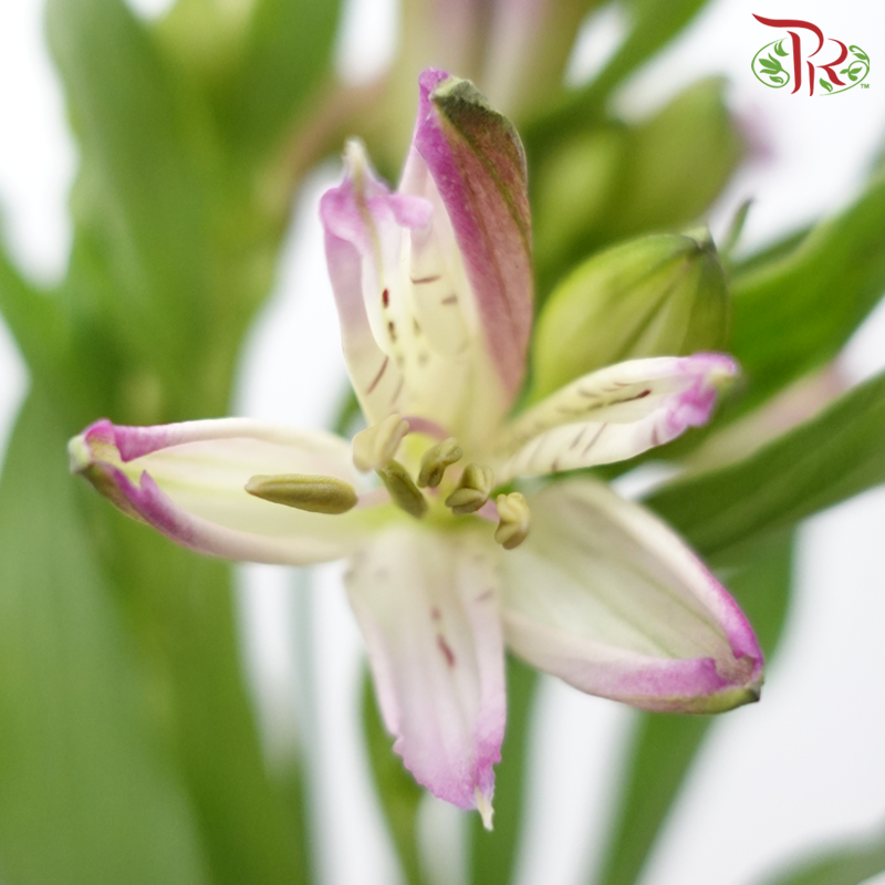 Alstroemeria - Light Purple (10 Stems)-Light Purple-Kenya-prflorist.com.my