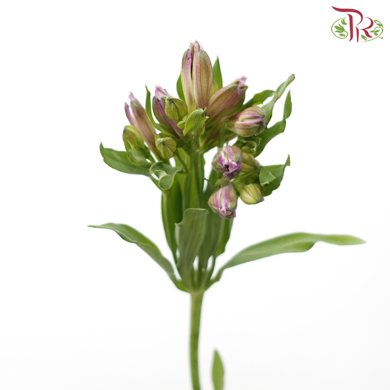 Alstroemeria - Light Purple (10 Stems)-Light Purple-Kenya-prflorist.com.my