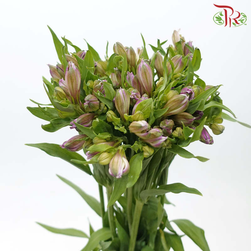 Alstroemeria - Light Purple (10 Stems)-Light Purple-Kenya-prflorist.com.my