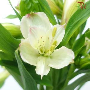 Alstroemeria - Mistral (10 Stems)-White / Light Pink-Kenya-prflorist.com.my