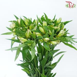 Alstroemeria - Mistral (10 Stems)-White / Light Pink-Kenya-prflorist.com.my