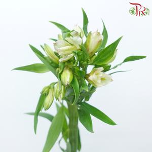 Alstroemeria - Mistral (10 Stems)-White / Light Pink-Kenya-prflorist.com.my