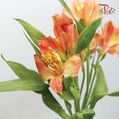 Alstroemeria - Orange (10 Stems)-Orange-Vietnam-prflorist.com.my
