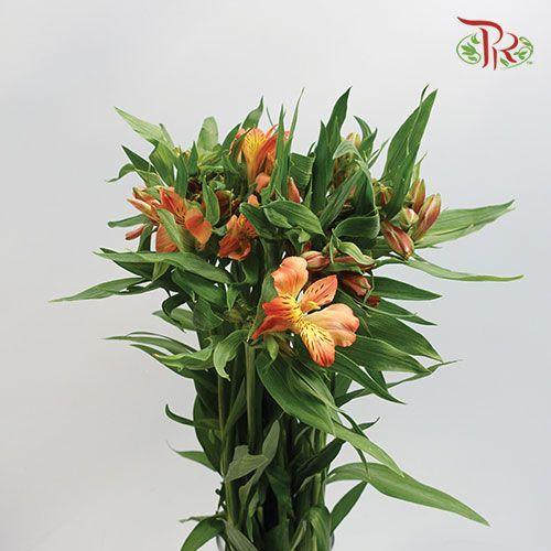 Alstroemeria - Orange (10 Stems)-Orange-Vietnam-prflorist.com.my