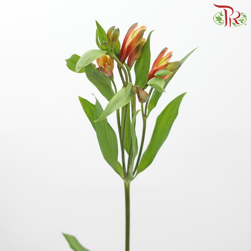 Alstroemeria - Orange Red (10 Stems)-Orange Red-Kenya-prflorist.com.my