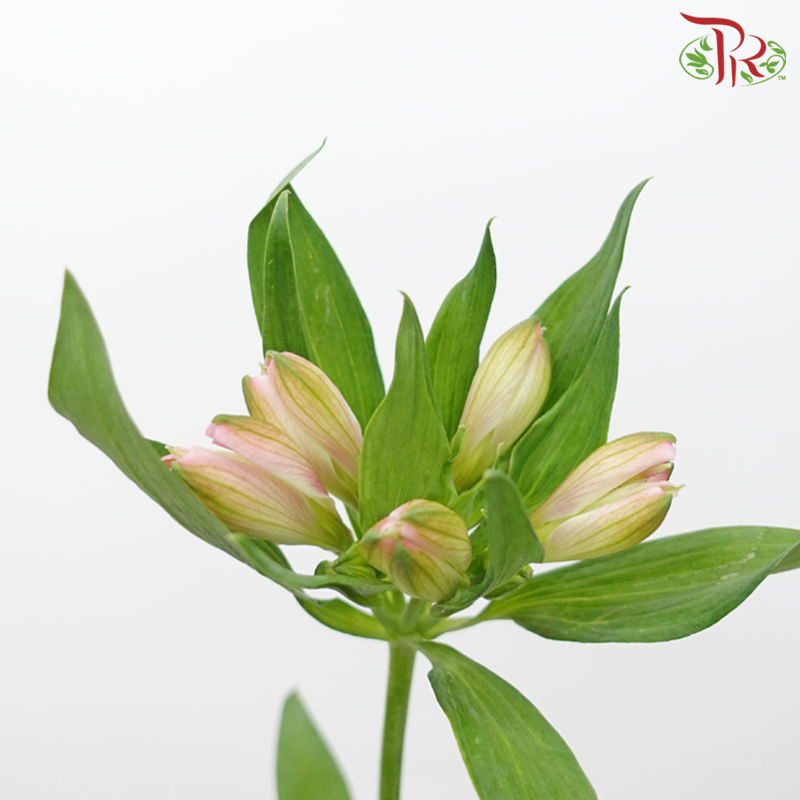 Alstroemeria - Panalpina Pink (10 Stems)-Pink-Kenya-prflorist.com.my