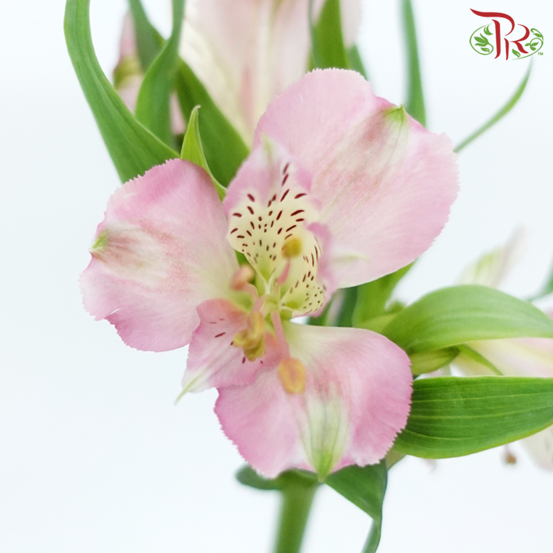 Alstroemeria - Pink (10 Stems)-Pink-Vietnam-prflorist.com.my