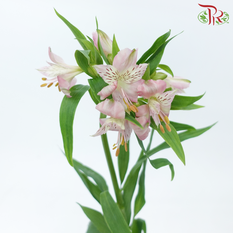 Alstroemeria - Pink (10 Stems)-Pink-Vietnam-prflorist.com.my