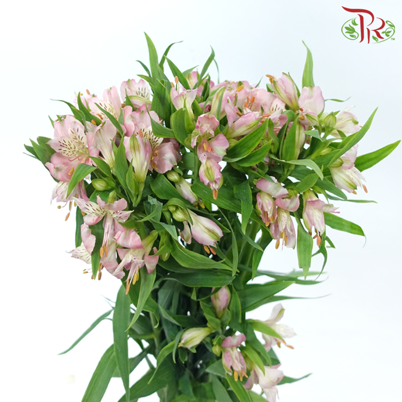 Alstroemeria - Pink (10 Stems)-Pink-Vietnam-prflorist.com.my