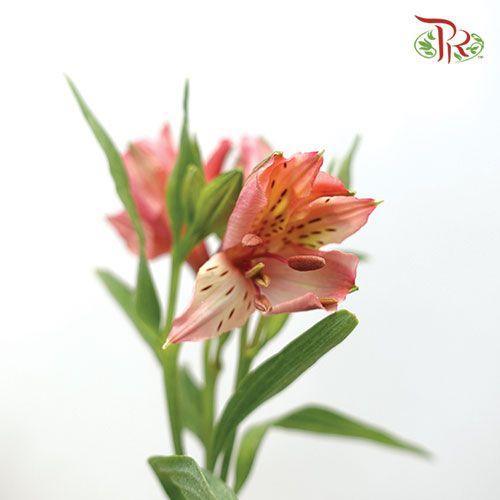 Alstroemeria - Pink (Per Bunch)-Pink-Malaysia-prflorist.com.my