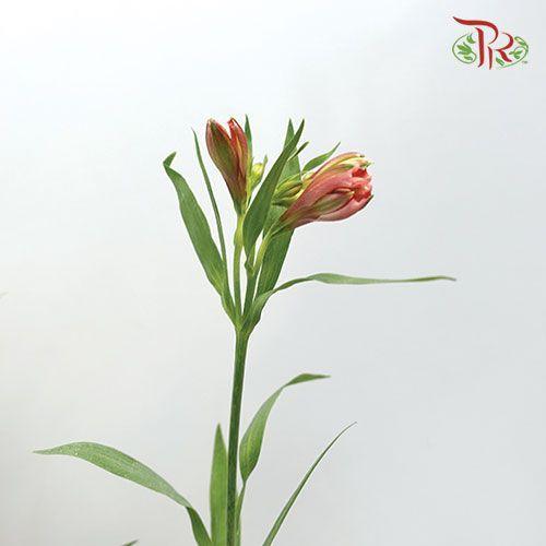 Alstroemeria - Pink (Per Bunch)-Pink-Malaysia-prflorist.com.my