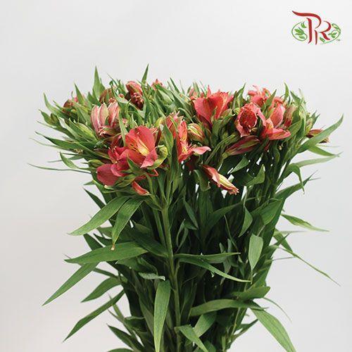 Alstroemeria - Red (5 Stems)-Red-Netherland-prflorist.com.my