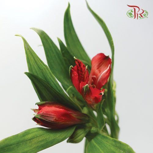Alstroemeria - Red (5 Stems)-Red-Netherland-prflorist.com.my