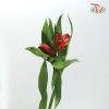 Alstroemeria - Red (5 Stems)-Red-Netherland-prflorist.com.my