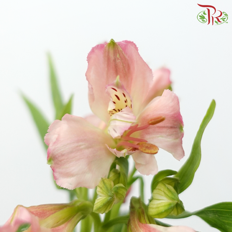 Alstroemeria - Tourmaline (10 Stems)-Pink-Kenya-prflorist.com.my