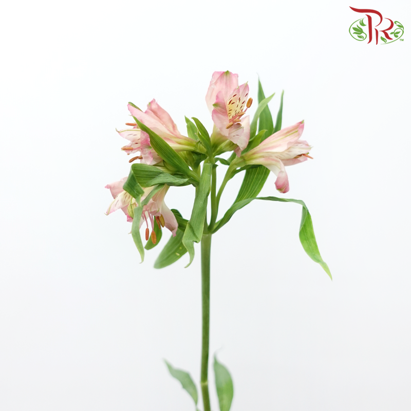Alstroemeria - Tourmaline (10 Stems)-Pink-Kenya-prflorist.com.my