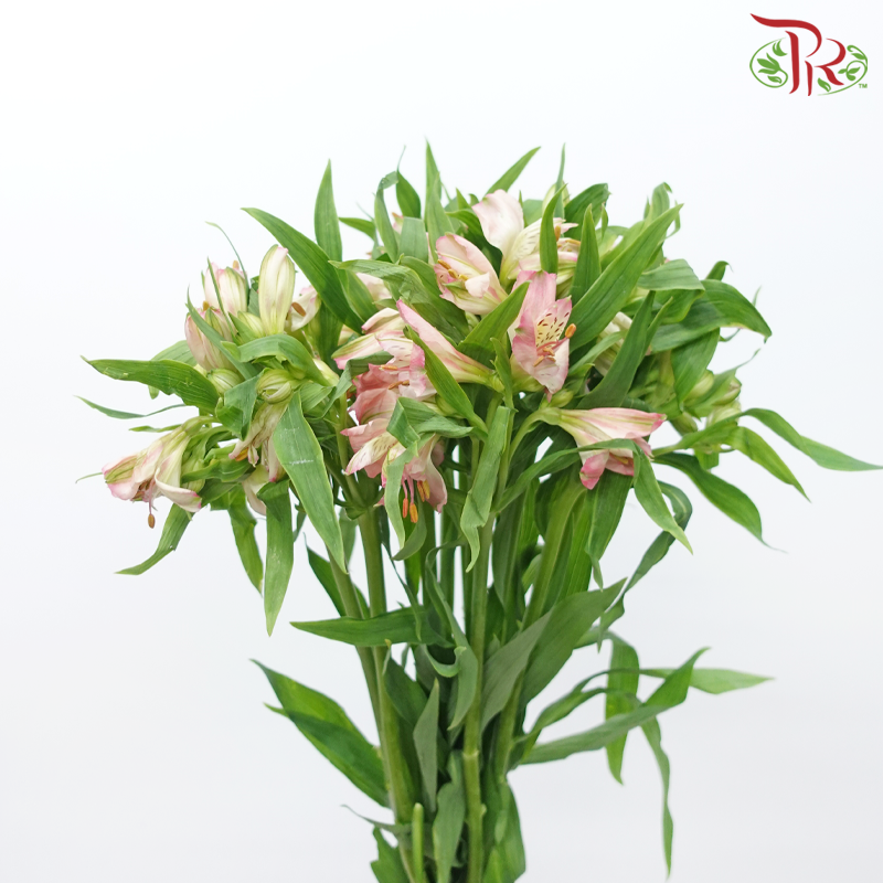 Alstroemeria - Tourmaline (10 Stems)-Pink-Kenya-prflorist.com.my