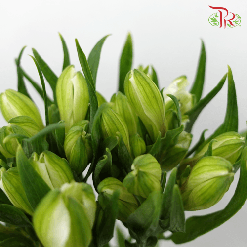 Alstroemeria Villamassa - White (10 Stems)-White-Vietnam-prflorist.com.my