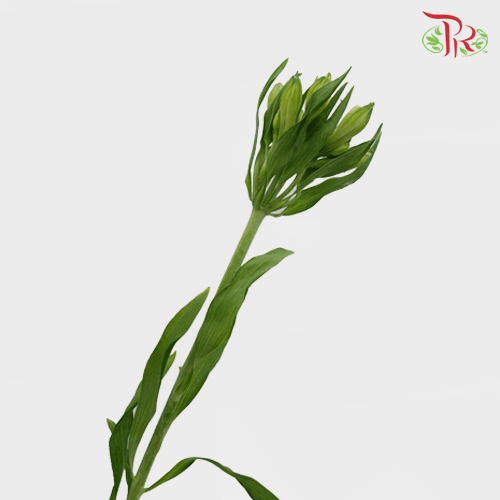 Alstroemeria Villamassa - White (10 Stems)-White-Vietnam-prflorist.com.my