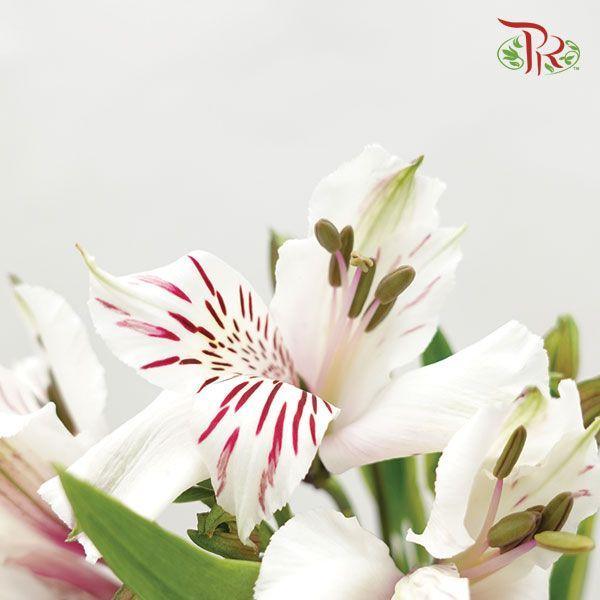 Alstroemeria - White (10 Stems)-White-Columbia-prflorist.com.my