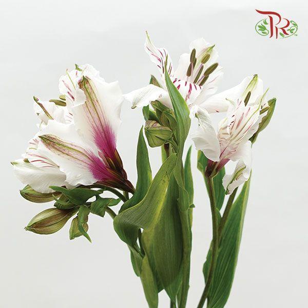 Alstroemeria - White (10 Stems)-White-Columbia-prflorist.com.my