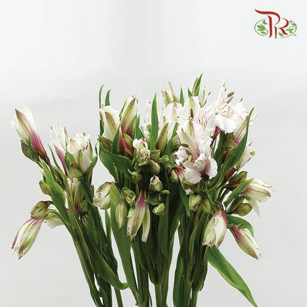 Alstroemeria - White (10 Stems)-White-Columbia-prflorist.com.my