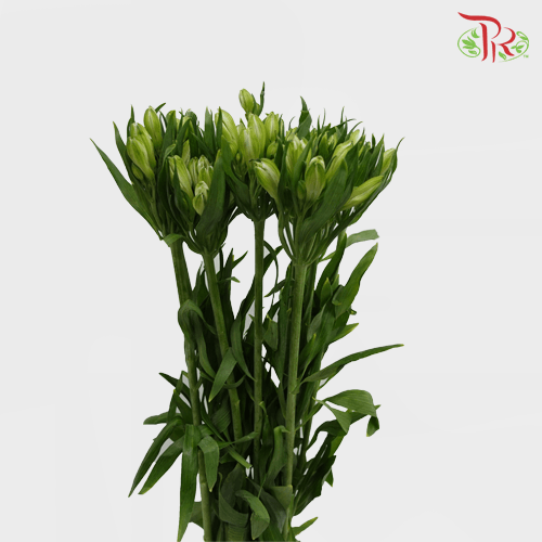 Alstroemeria - White (5 Stems)-White-Netherland-prflorist.com.my