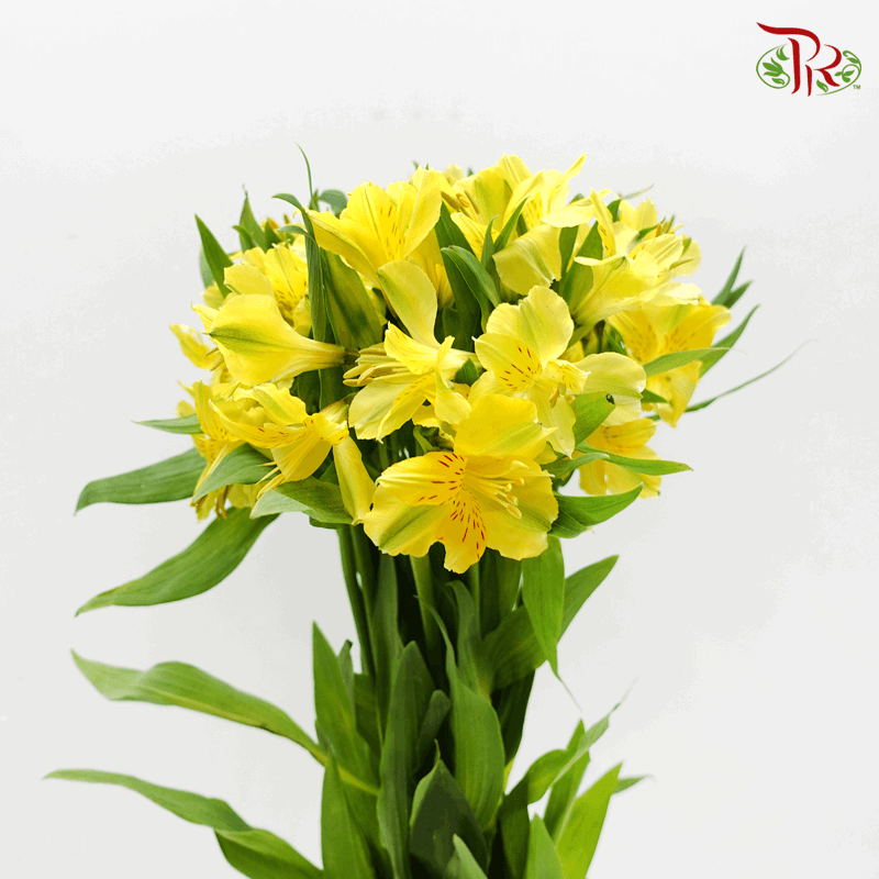 Alstroemeria - Yellow (10 Stems)-Yellow-Kenya-prflorist.com.my