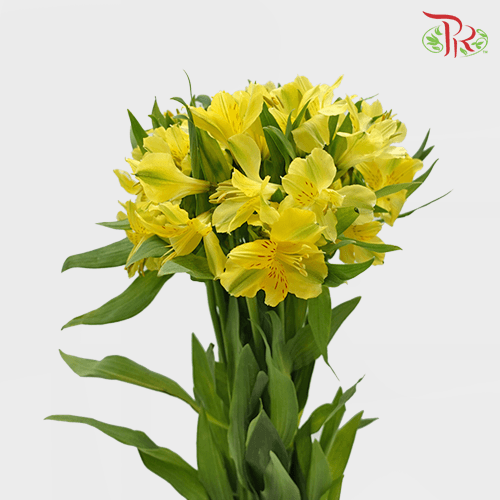 Alstroemeria - Yellow (10 Stems)-Yellow-Vietnam-prflorist.com.my