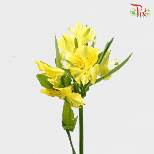 Alstroemeria - Yellow (10 Stems)-Yellow-Vietnam-prflorist.com.my