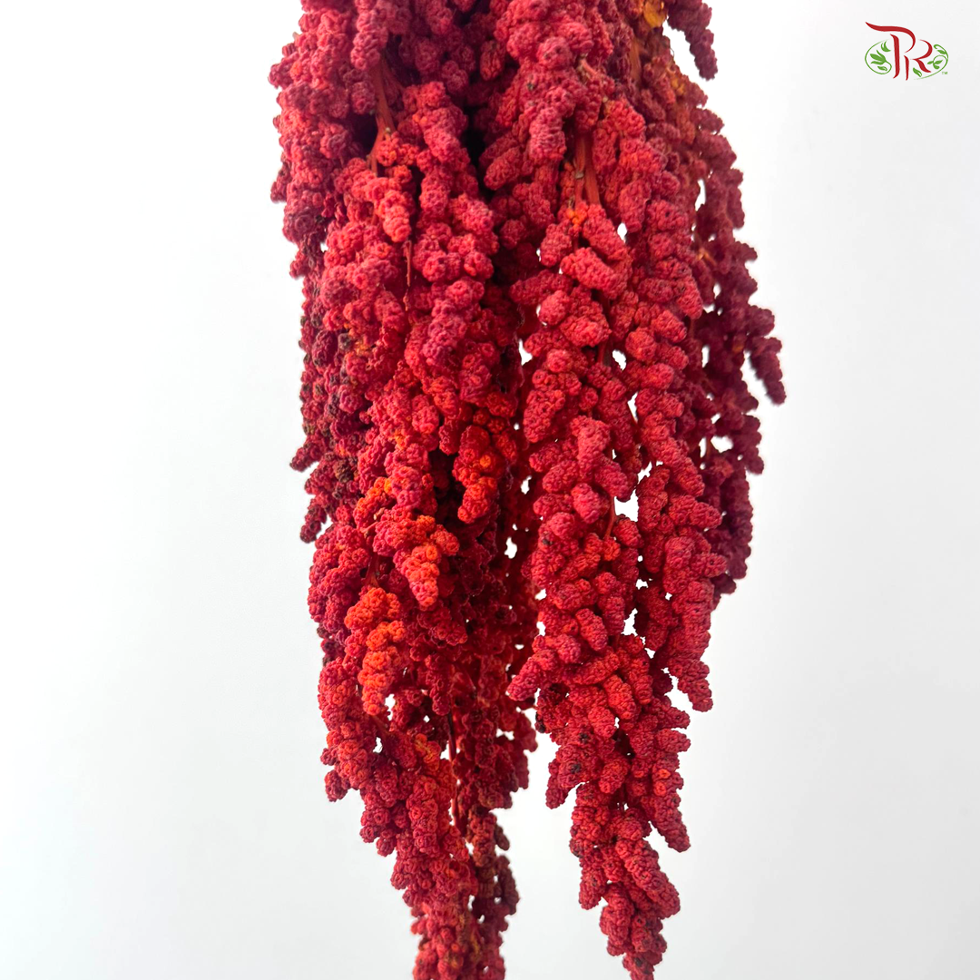 Amaranthus Hanging 《尾穗苋》