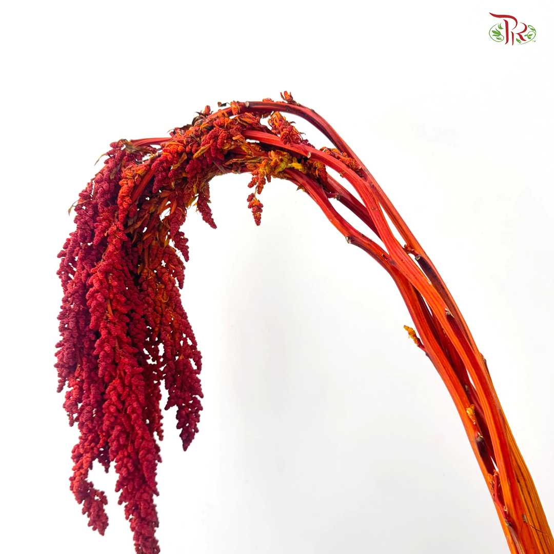 Amaranthus Hanging 《尾穗苋》