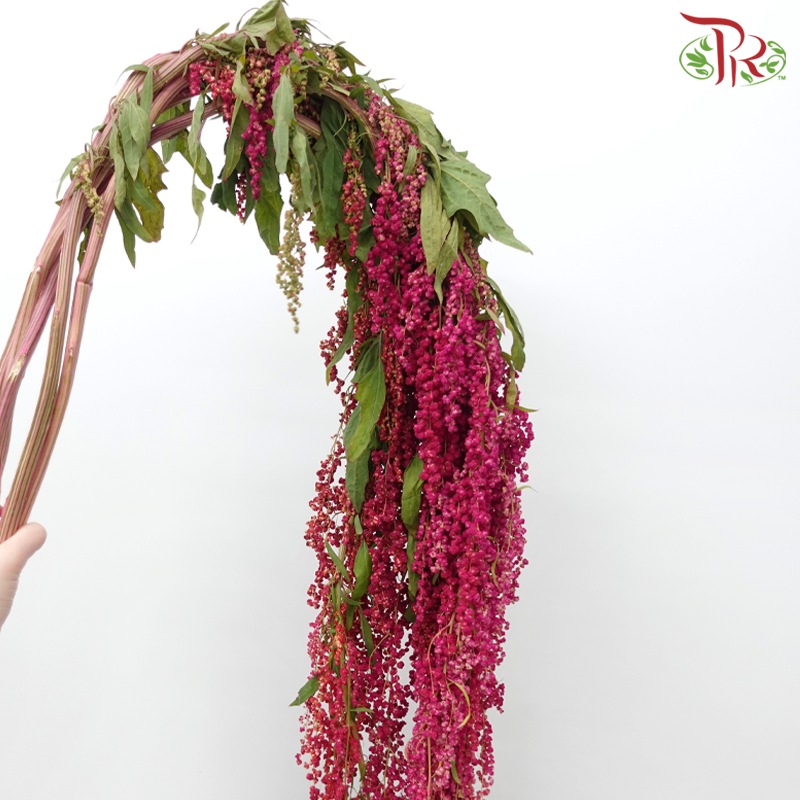 Amaranthus Hanging - Double Tone Cherry Pink With Red (5 Stems)-Dark Pink-China-prflorist.com.my