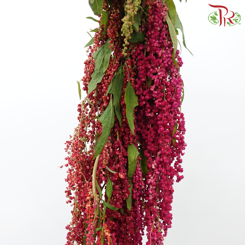 Amaranthus Hanging - Double Tone Cherry Pink With Red (5 Stems)-Dark Pink-China-prflorist.com.my