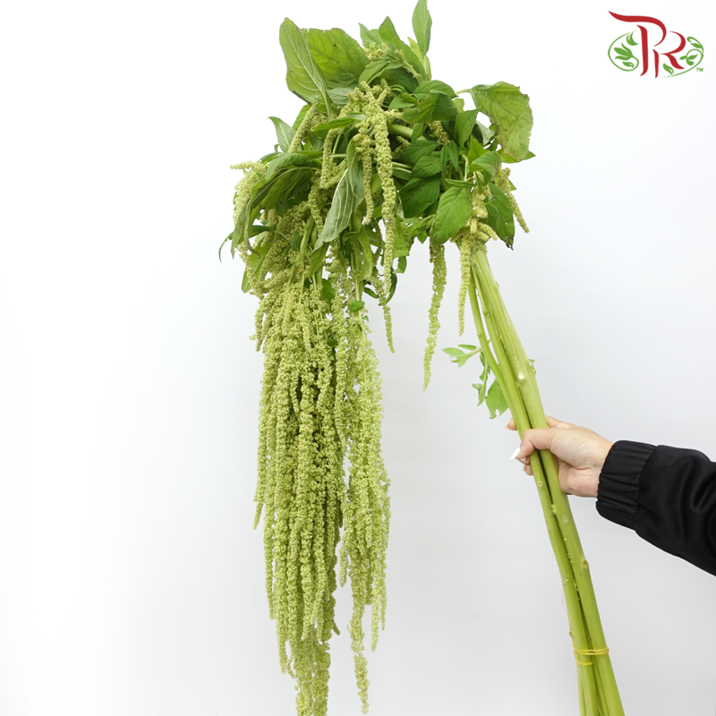 Amaranthus Hanging - Light Green (5 Stems)-Light Green-China-prflorist.com.my