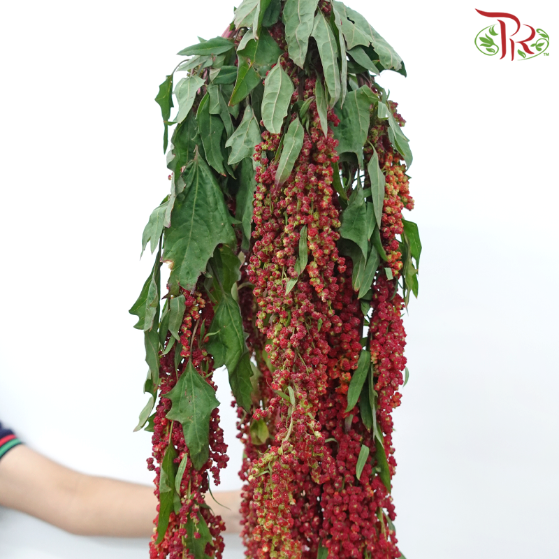 Amaranthus Hanging - Red (5 Stems)-Red-China-prflorist.com.my