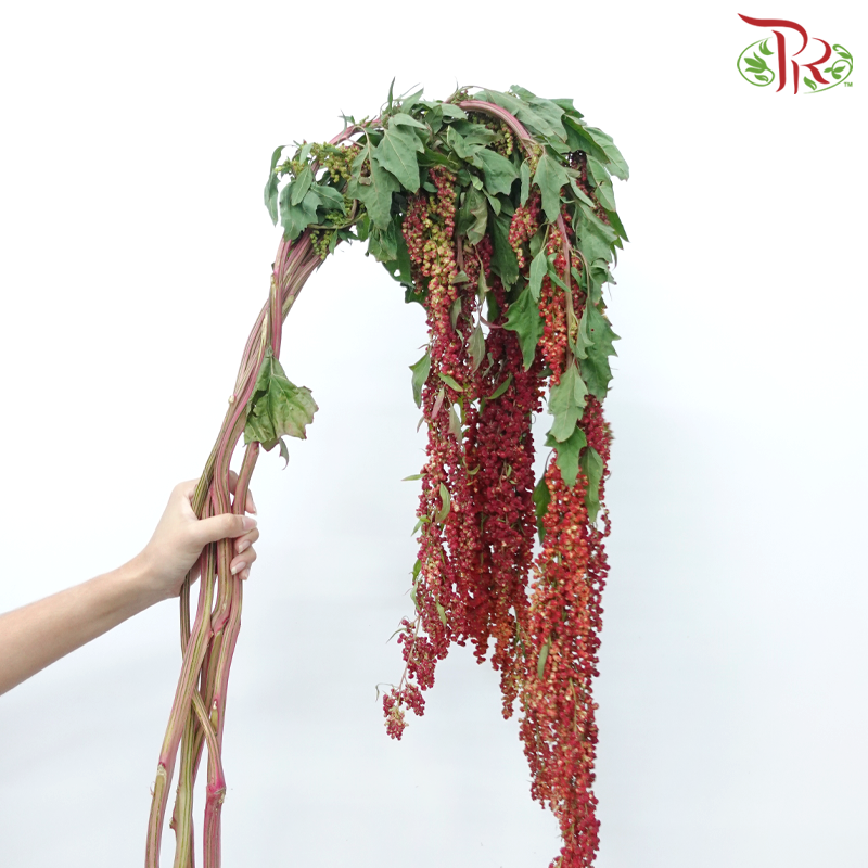 Amaranthus Hanging - Red (5 Stems)-Red-China-prflorist.com.my