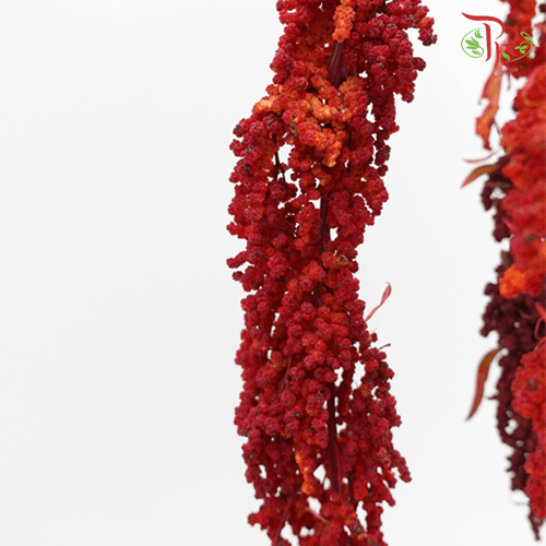 Amaranthus Hanging - Red (5 Stems)-Red-China-prflorist.com.my