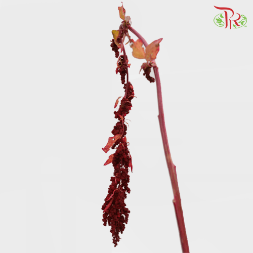 Amaranthus Hanging - Red (5 Stems)-Red-China-prflorist.com.my