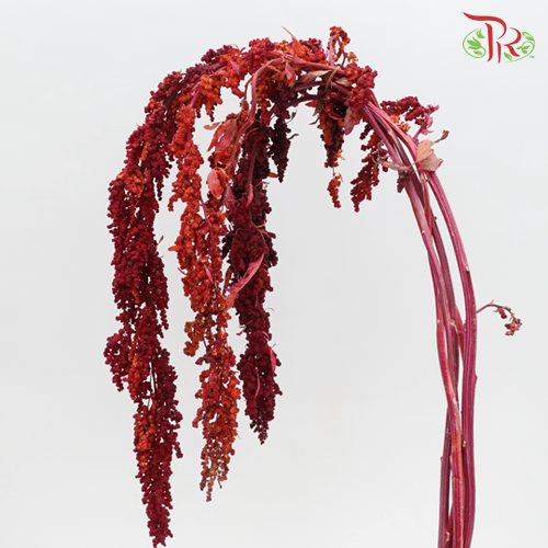 Amaranthus Hanging - Red (5 Stems)-Red-China-prflorist.com.my