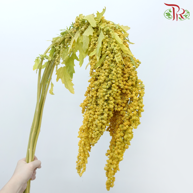Amaranthus Hanging - Yellow (5 Stems)-Yellow-China-prflorist.com.my