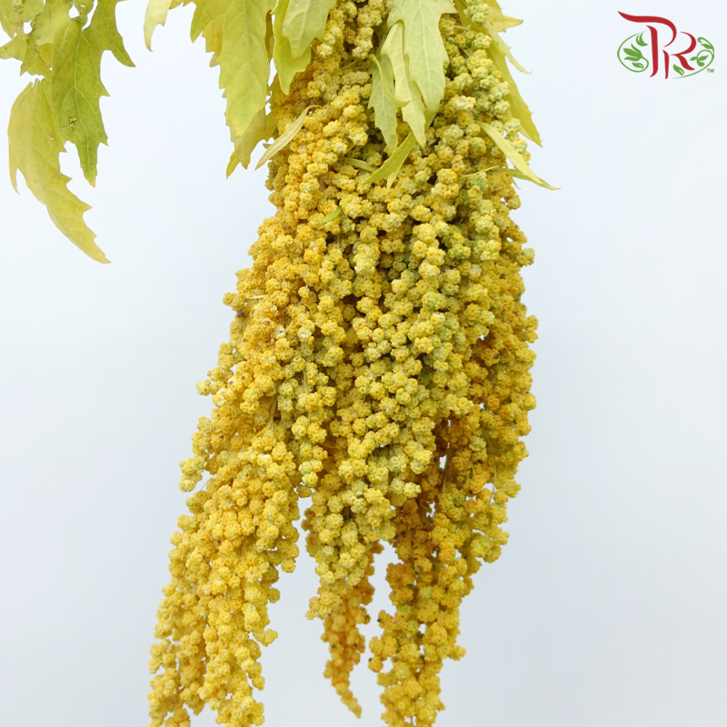 Amaranthus Hanging - Yellow (5 Stems)-Yellow-China-prflorist.com.my