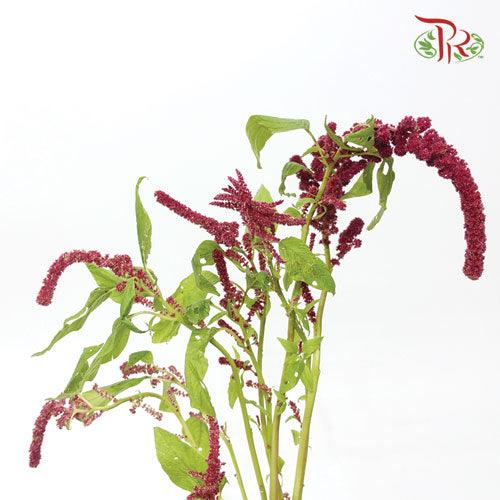 Amaranthus Red Cord - (5 Stems)-Red-Netherland-prflorist.com.my
