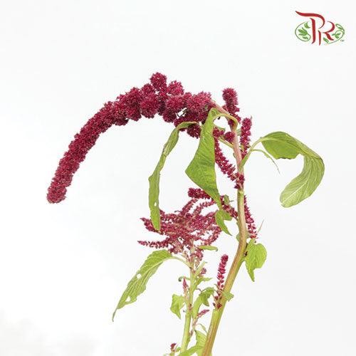 Amaranthus Red Cord - (5 Stems)-Red-Netherland-prflorist.com.my