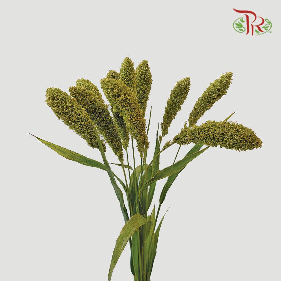 Amaranthus - Straight Green (5 Stems)-Green-Netherland-prflorist.com.my